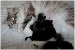 Siberian Kitten Litter with their Siberian Cat Parents