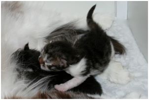 Siberian Kitten Litter with their Siberian Cat Parents