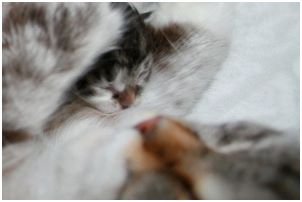 Siberian Kitten Litter with their Siberian Cat Parents