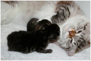 Siberian Kitten Litter with their Siberian Cat Parents