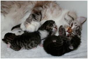 Siberian Kitten Litter with their Siberian Cat Parents