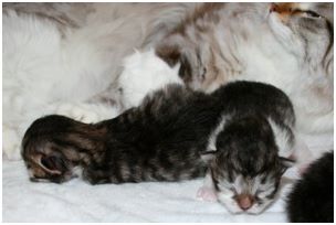 Siberian Kitten Litter with their Siberian Cat Parents