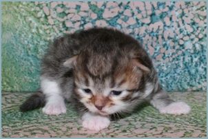 Male Siberian Kitten from Deedlebug Siberians