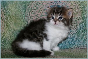 Female Siberian Kitten from Deedlebug Siberians