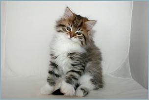 Male Siberian Kitten from Deedlebug Siberians