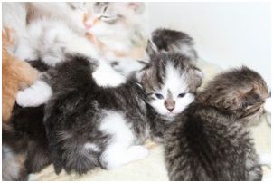 P5 Kitten Litter with their mother Daisy