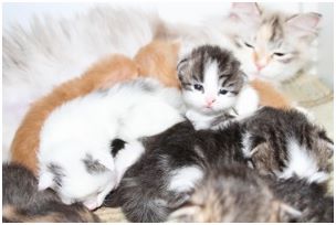P5 Kitten Litter with their mother Daisy