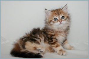 Siberian Kitten from Deedlebug Siberians