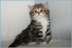 Siberian Kitten from Deedlebug Siberians