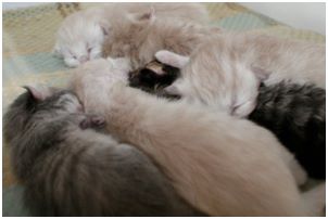 Siberian Kitten Litter with their Siberian Cat Parents