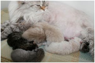 Siberian Kitten Litter with their Siberian Cat Parents