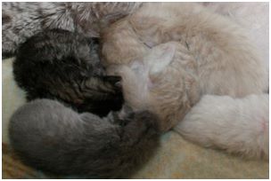 Siberian Kitten Litter with their Siberian Cat Parents