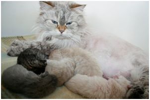 Siberian Kitten Litter with their Siberian Cat Parents