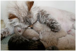 Siberian Kitten Litter with their Siberian Cat Parents