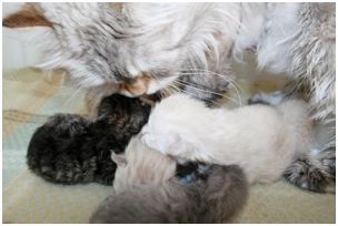 Siberian Kitten Litter with their Siberian Cat Parents