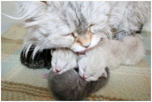 Siberian Kitten Litter with their Siberian Cat Parents