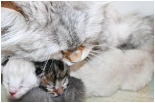 Siberian Kitten Litter with their Siberian Cat Parents