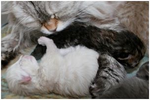 Siberian Kitten Litter with their Siberian Cat Parents