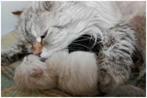 Siberian Kitten Litter with their Siberian Cat Parents