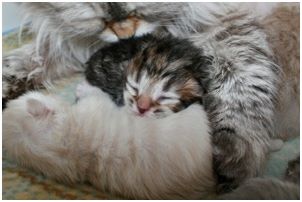 Siberian Kitten Litter with their Siberian Cat Parents