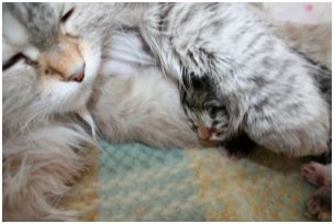 Siberian Kitten Litter with their Siberian Cat Parents