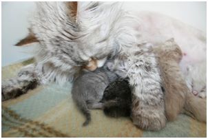 Siberian Kitten Litter with their Siberian Cat Parents