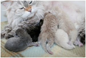 Siberian Kitten Litter with their Siberian Cat Parents