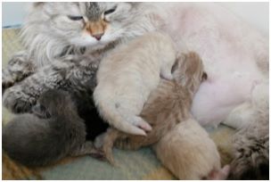 Siberian Kitten Litter with their Siberian Cat Parents