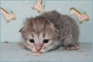 Female Siberian Kitten from Deedlebug Siberians