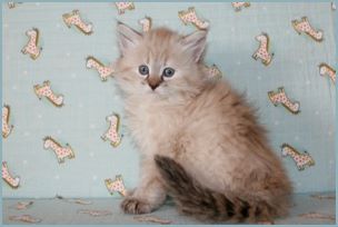 Female Siberian Kitten from Deedlebug Siberians