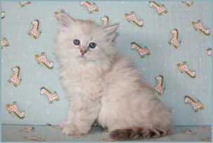 Female Siberian Kitten from Deedlebug Siberians