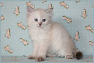 Female Siberian Kitten from Deedlebug Siberians