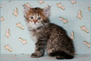 Male Siberian Kitten from Deedlebug Siberians