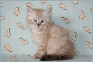 Male Siberian Kitten from Deedlebug Siberians