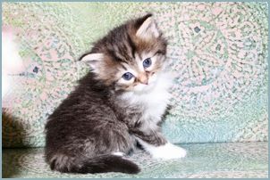 Male Siberian Kitten from Deedlebug Siberian