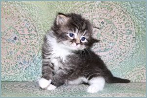 Male Siberian Kitten from Deedlebug Siberian