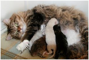 Siberian Kitten Litter with their Siberian Cat Parents