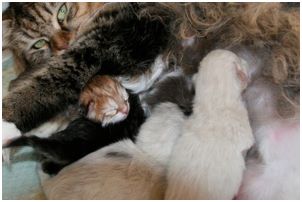 Siberian Kitten Litter with their Siberian Cat Parents