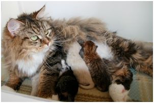 Siberian Kitten Litter with their Siberian Cat Parents