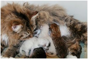 Siberian Kitten Litter with their Siberian Cat Parents