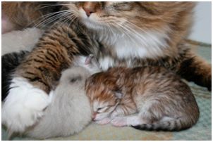 Siberian Kitten Litter with their Siberian Cat Parents