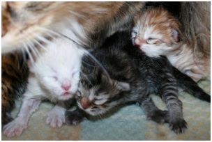 Siberian Kitten Litter with their Siberian Cat Parents