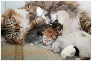 Siberian Kitten Litter with their Siberian Cat Parents