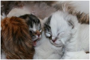 Siberian Kitten Litter with their Siberian Cat Parents