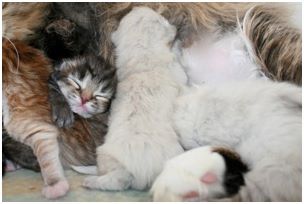 Siberian Kitten Litter with their Siberian Cat Parents