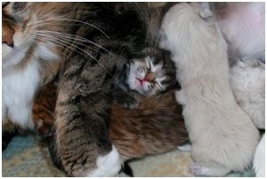 Siberian Kitten Litter with their Siberian Cat Parents