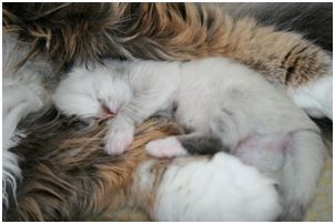 Siberian Kitten Litter with their Siberian Cat Parents