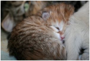 Siberian Kitten Litter with their Siberian Cat Parents