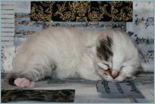 Male Siberian Kitten from Deedlebug Siberians