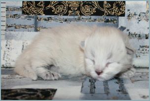 Female Siberian Kitten from Deedlebug Siberians